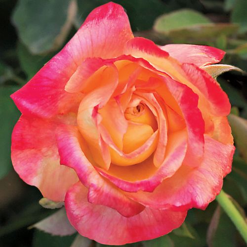 Summer Nights Hybrid Tea Rose Image