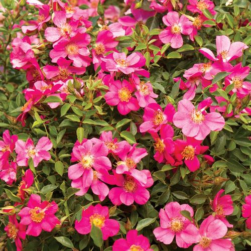 Party Dress Ground Cover Roseimage