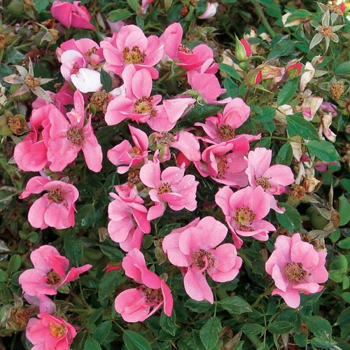 Party Dress Ground Cover Rose Image
