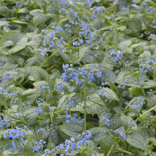 Brunnera 'Sea Heart' Image
