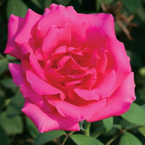 Astounding Glory Hybrid Tea Rose Image