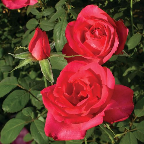 Astounding Glory Hybrid Tea Rose Image