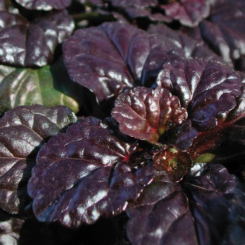 Ajuga 'Black Scallop' Image