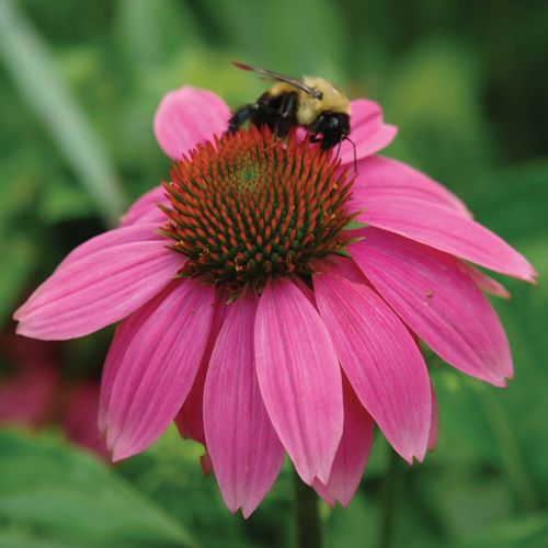 Echinacea PowWow&reg; Wild Berry Coneflower Image