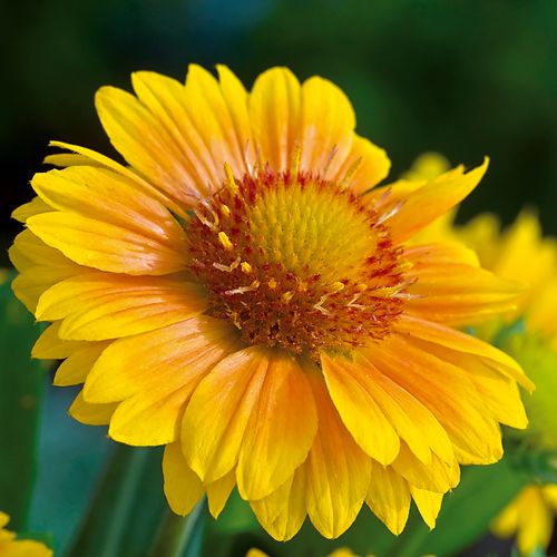 Gaillardia 'Arizona Apricot' Image