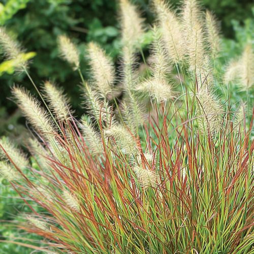 Burgundy Bunny Fountain Grass Image