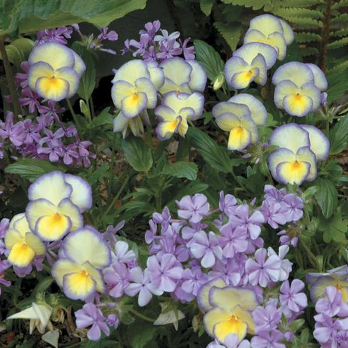 'Etain' Violet Image