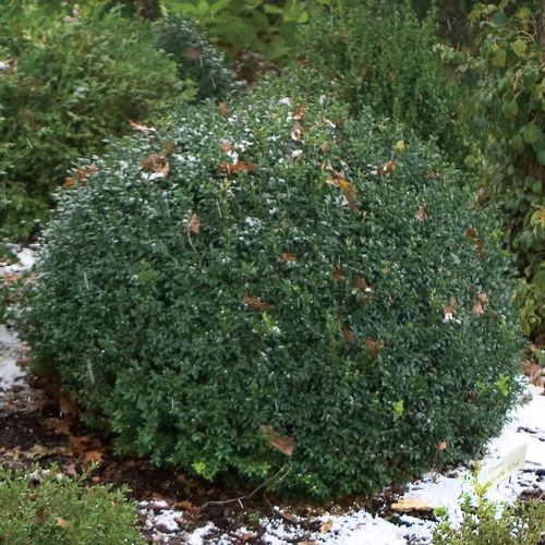 Buxus North Star&reg; Boxwood Image