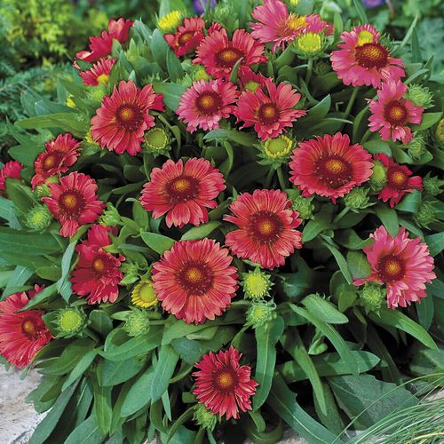 Gaillardia 'Arizona Red Shades' Image