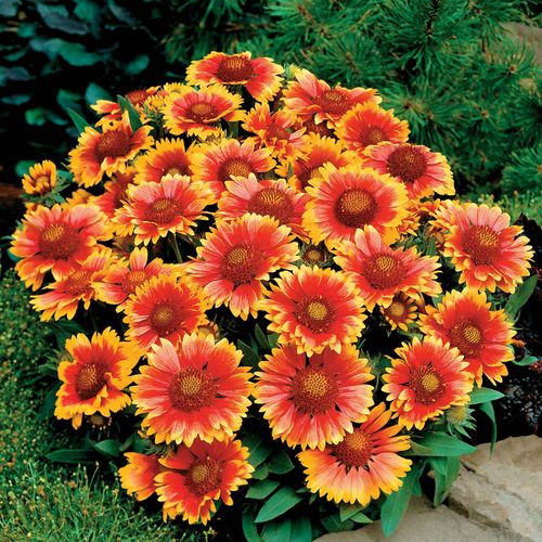 Gaillardia 'Arizona Sun' Image
