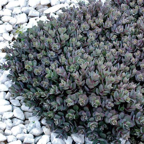Sedum SunSparkler&reg; 'Dazzleberry' Stonecrop Image