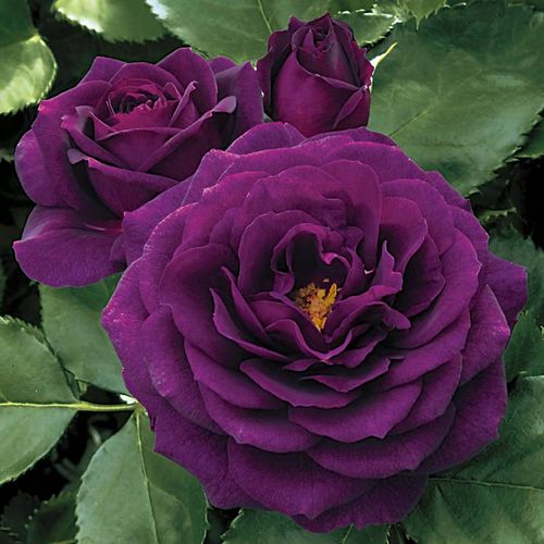 Ebb Tide&trade; Floribunda Rose Image