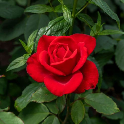 Olympiad Hybrid Tea Rose Image