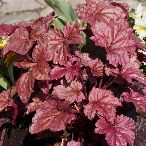 Heuchera 'Palace Purple' Image