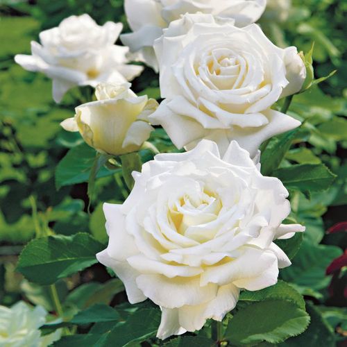 Pope John Paul II Hybrid Tea Rose Image