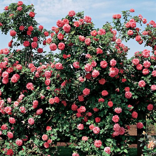 America Climbing Rose Image
