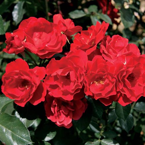 Double Red Simplicity Hedge Rose Image