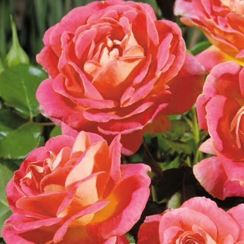 Shazam! Floribunda Rose Image