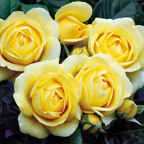 Walking on Sunshine Floribunda Rose Image