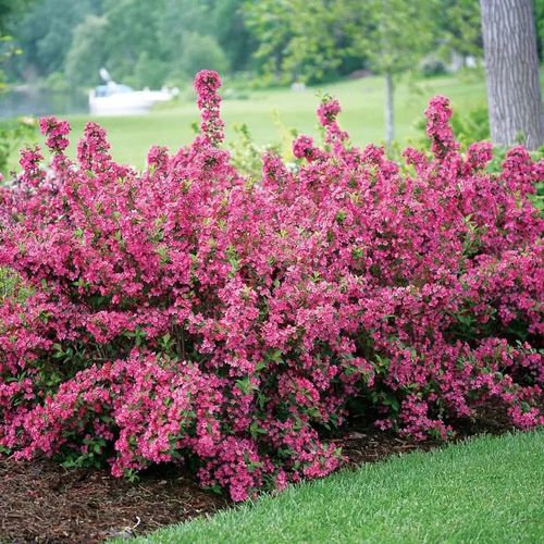 Weigela Sonic Bloom&reg; Pink Image