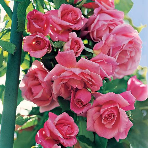 Social Climber Climbing Rose Image