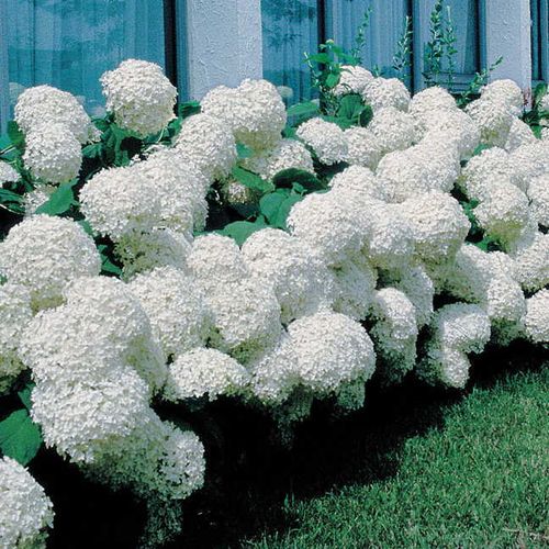 Hydrangea 'Annabelle' Image