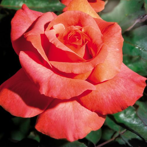 Sedona&reg; Hybrid Tea Roseimage