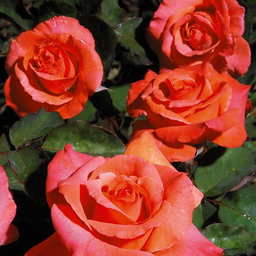 Sedona&reg; Hybrid Tea Rose Image