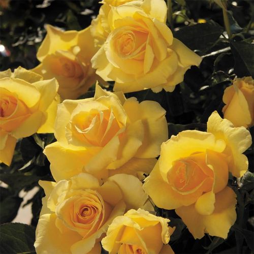 Monkey Business Floribunda Rose Image