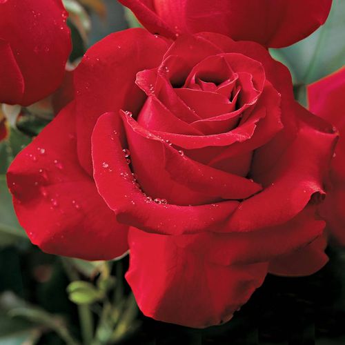 Veterans Honor&reg; Hybrid Tea Roseimage