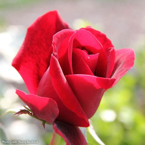Don Juan Climbing Rose Image