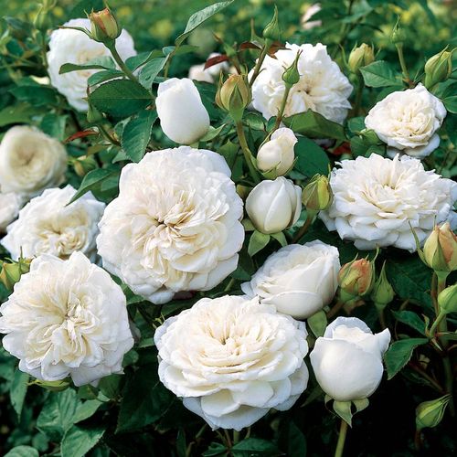 Whise Roses White Roses - White Rose Bushes for Sale | Jackson & Perkins