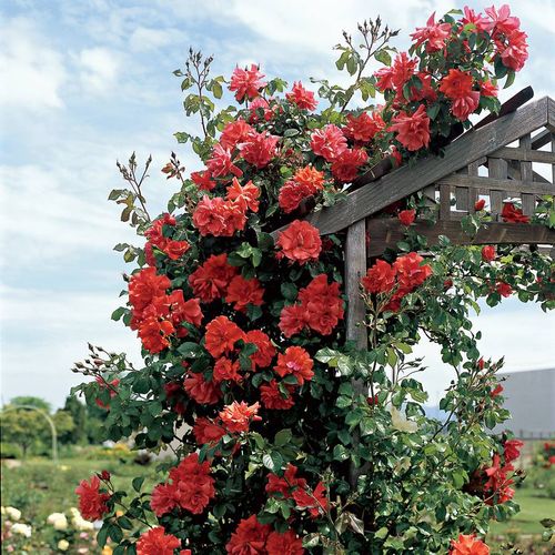 Blaze of Glory Climbing Rose Image