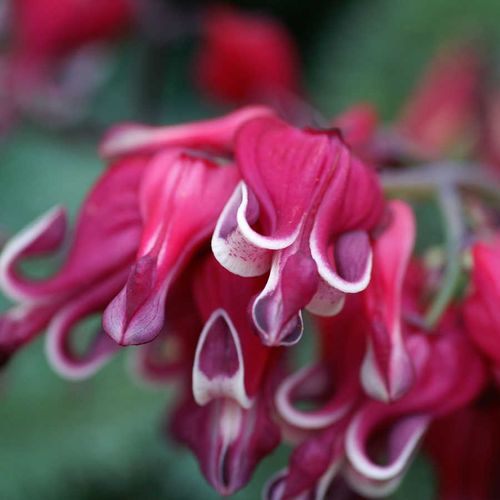 Dicentra 'Burning Hearts' Image