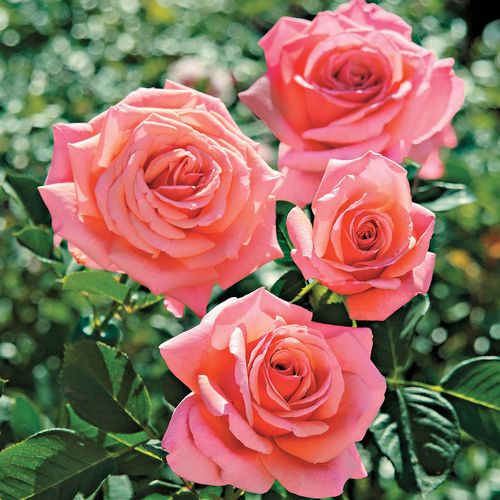 Catalina Grandiflora Rose Image