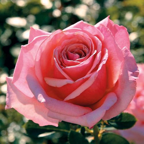 Catalina Grandiflora Rose Image