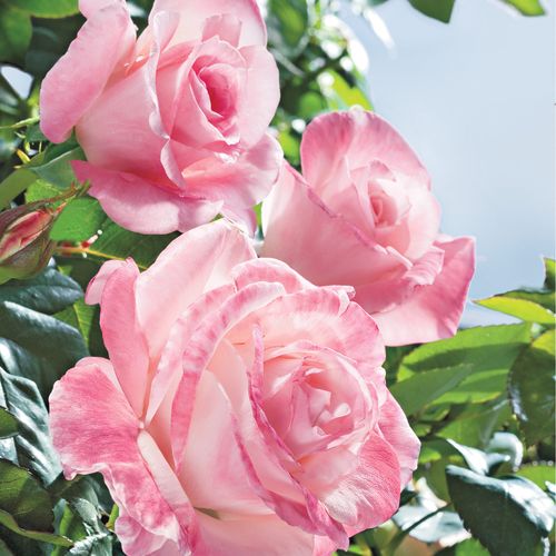 April in Paris Hybrid Tea Rose Image