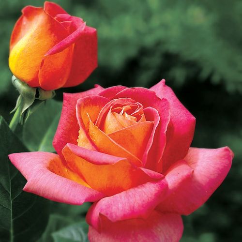 Summer Nights Hybrid Tea Rose Image