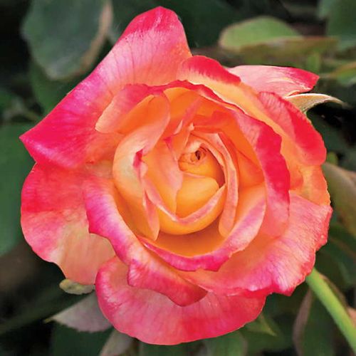 Summer Nights Hybrid Tea Rose Image