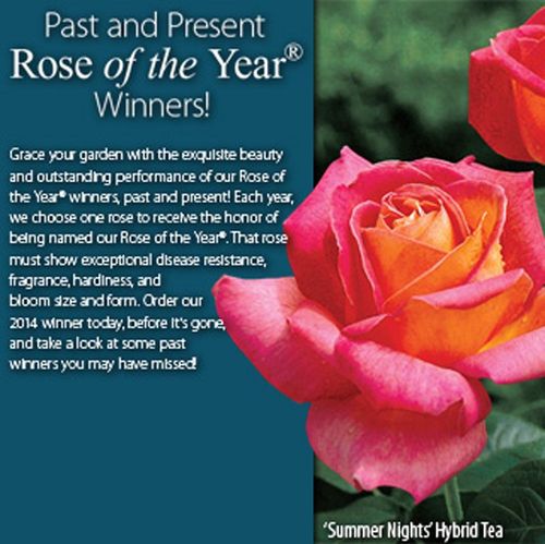 Summer Nights Hybrid Tea Rose Image