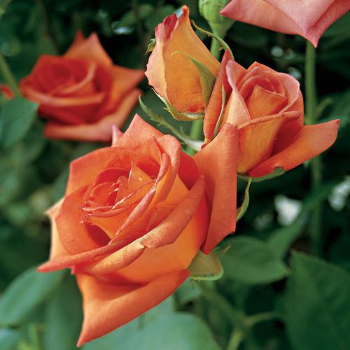 Wildfire Hybrid Tea Rose Image