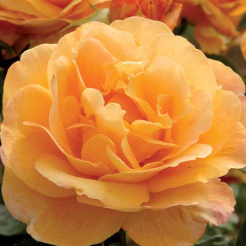Strike It Rich&reg; Grandiflora Rose Image