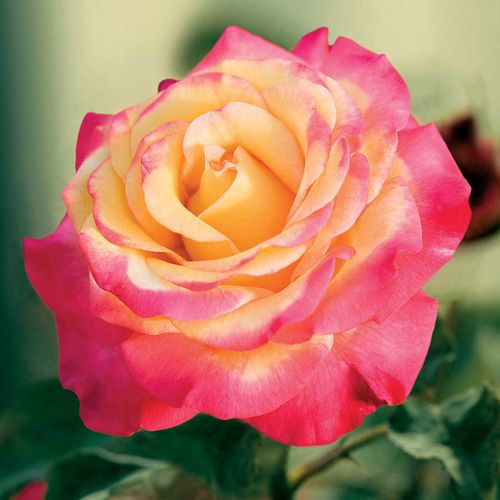 Dream Come True&trade; Grandiflora Rose Image