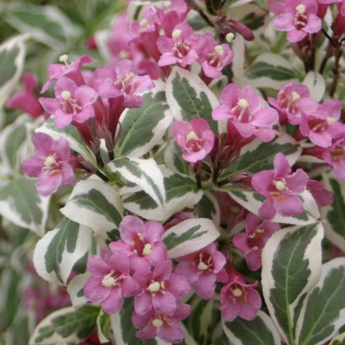 My Monet&reg; Weigela Image