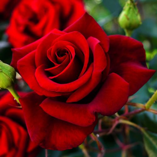 Black Cherry Floribunda Rose Image