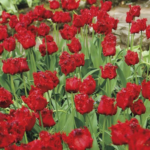 Tulipa 'Barbados' Bulbs Image
