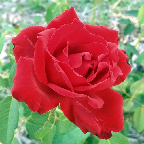 Beloved Hybrid Tea Rose Image