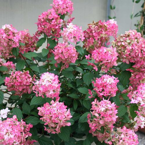 Hydrangea Fire Light&reg; Panicle Hydrangea Image