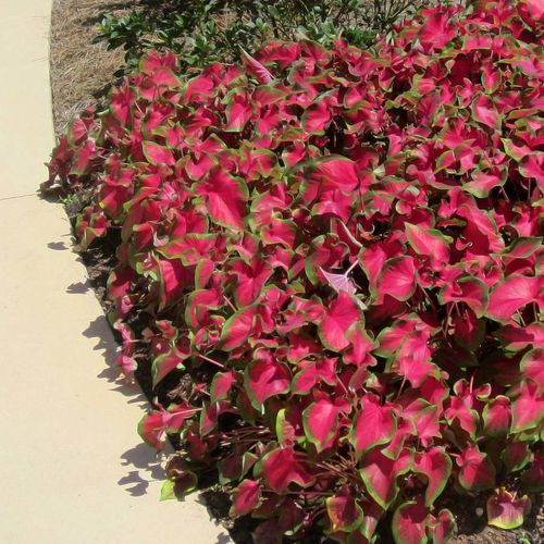 Cherry Tart&trade; Caladium Bulbs Image