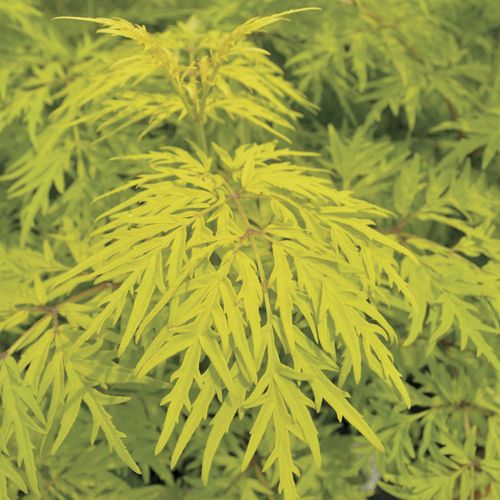 Sambucus Lemony Lace&reg; Image